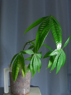 植え替え後