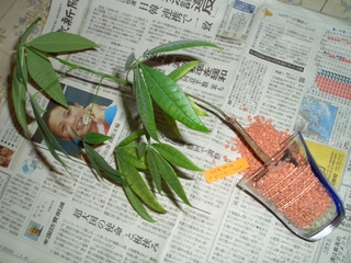 移植の為に鉢から取り出す