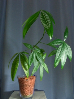 植え替え前