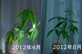 2012年4月時点と8月時点との比較