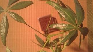 観葉植物(パキラ)